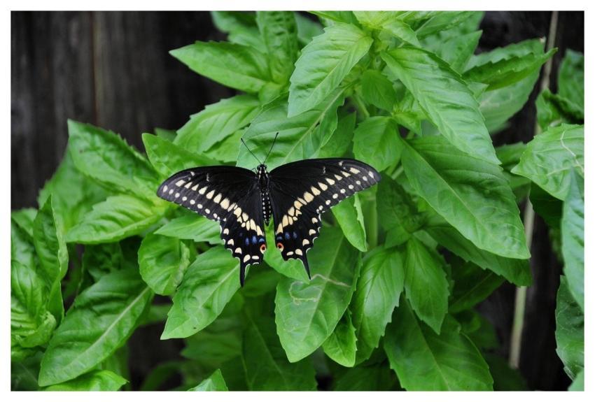 Butterfly Nature Insect Wings