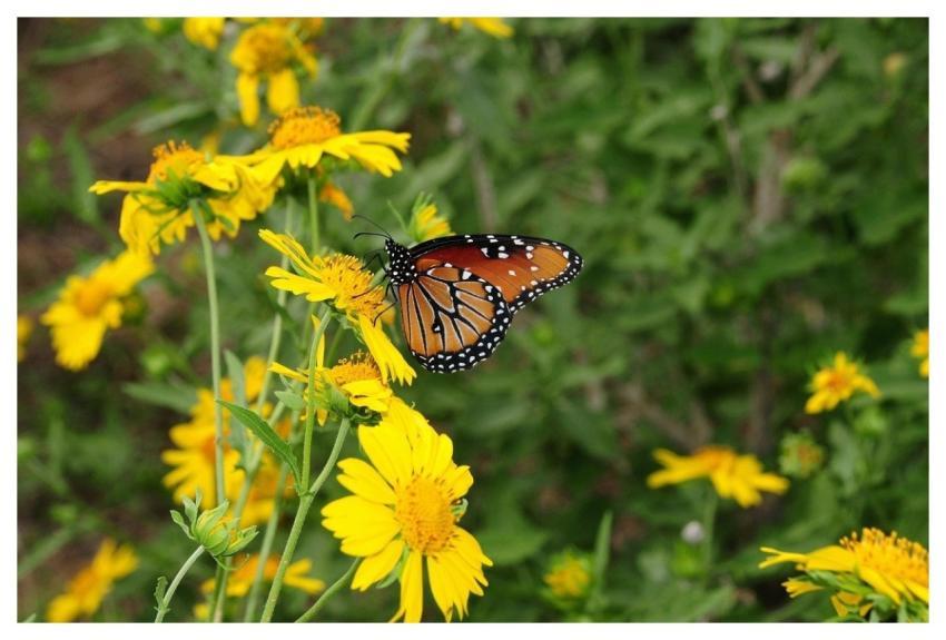 Butterfly Nature Insect Wings