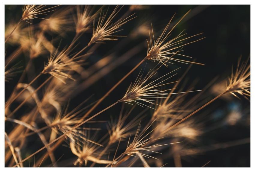 Plant Grass Blades Of Grass Nature