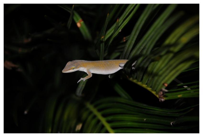 Lizard Reptile Nature Wildlife