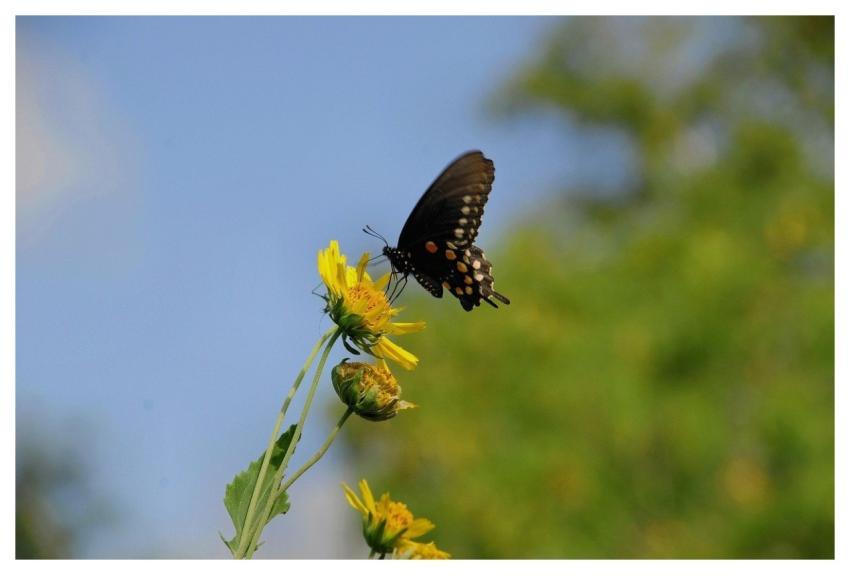 Butterfly Nature Wings Pollination