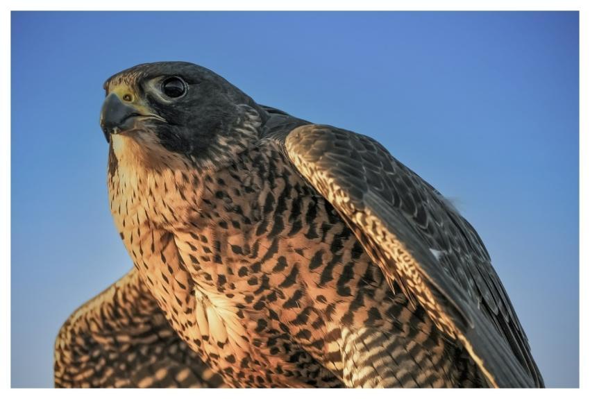 Falcon Nature Bird Wildlife
