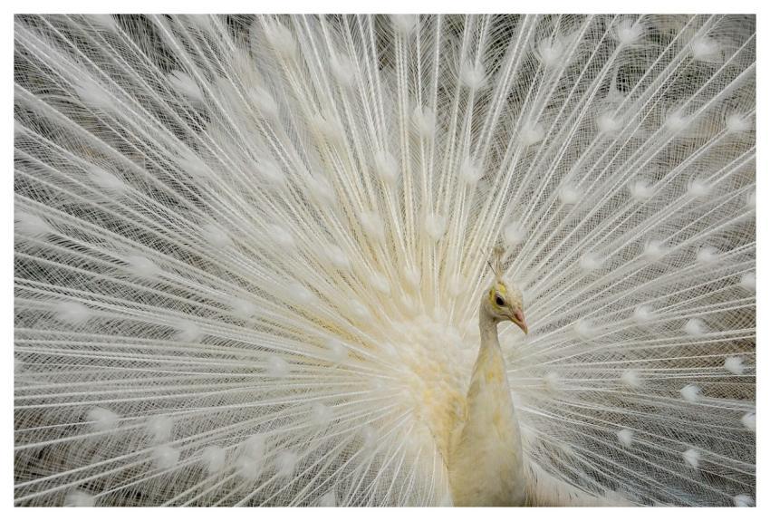 Peacock Nature Bird Feathers