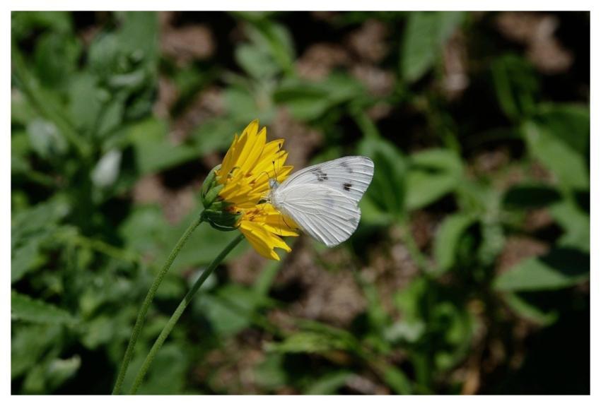 Butterfly Nature Insect Bloom