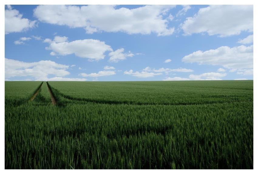 Field Mark Field Nature Grain