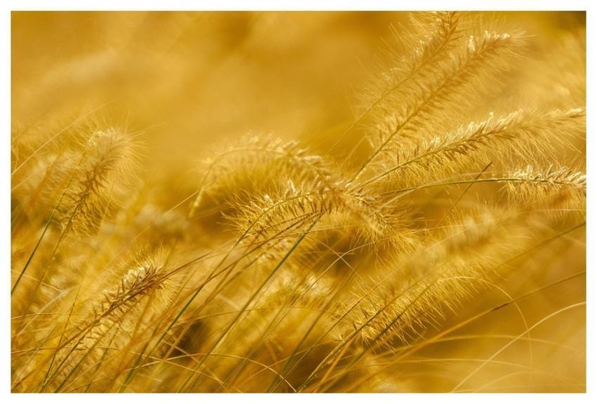 Stalks Panicle Plant Grass