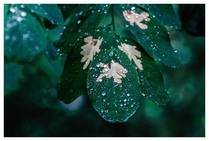 Leaf Rain Drops Plant