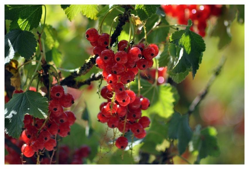 Red Currant Currants Fruit Food