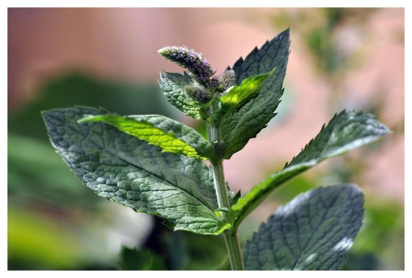 Mint Plant Health Leaf