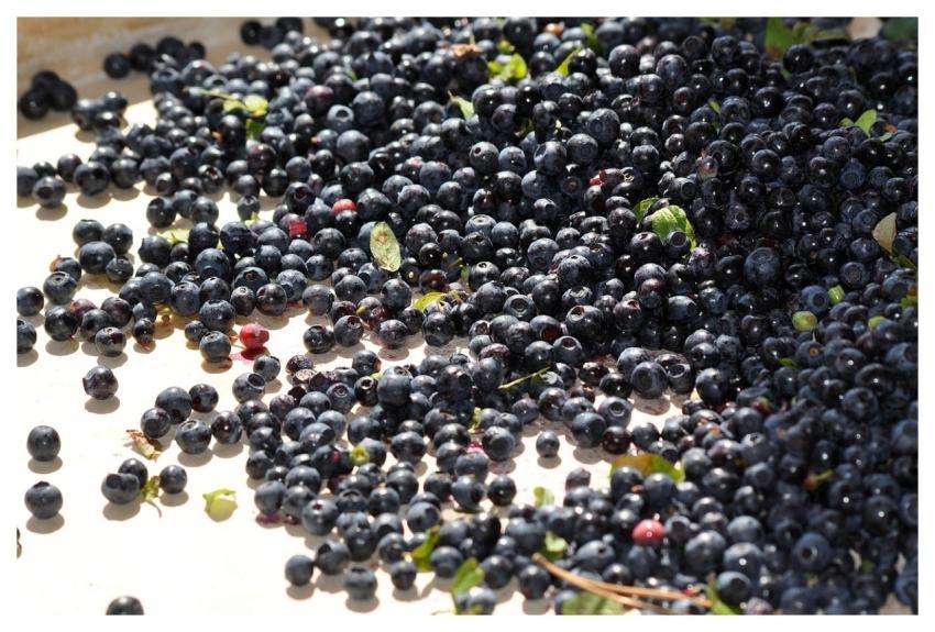 Berries Forest Berries Black Berries Forest Fruits