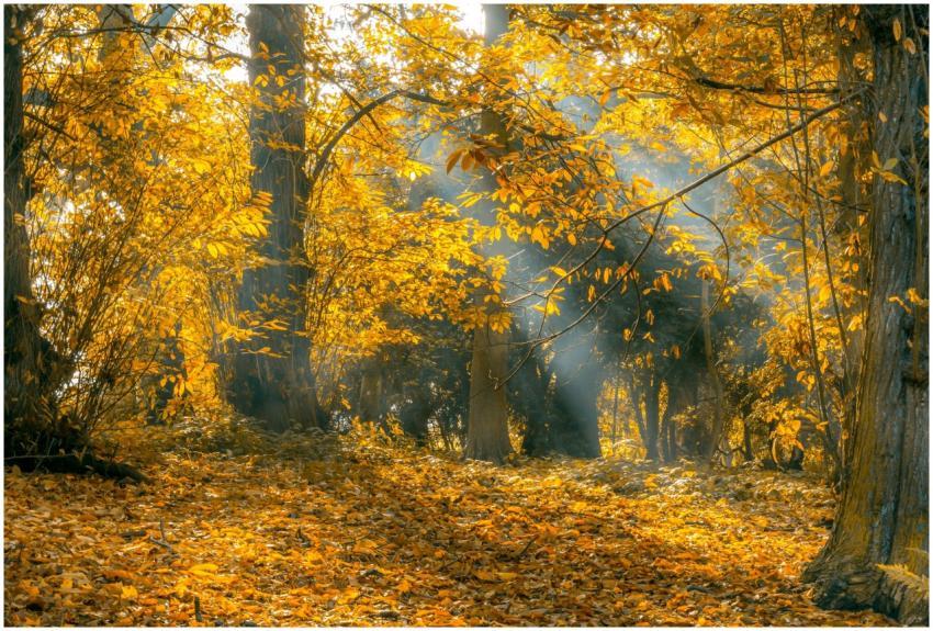 A serene autumn forest scene with golden leaves an