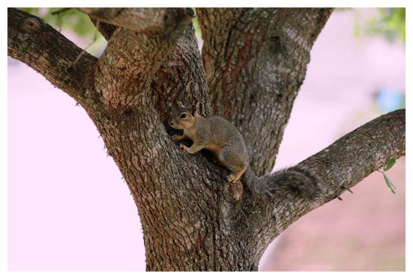 Squirrel Animal Nature Wildlife