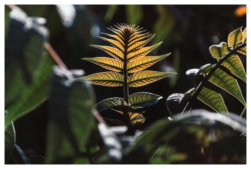 Leaves Plant Forest Nature