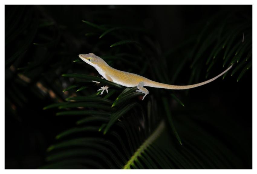 Lizard Reptile Nature Wildlife