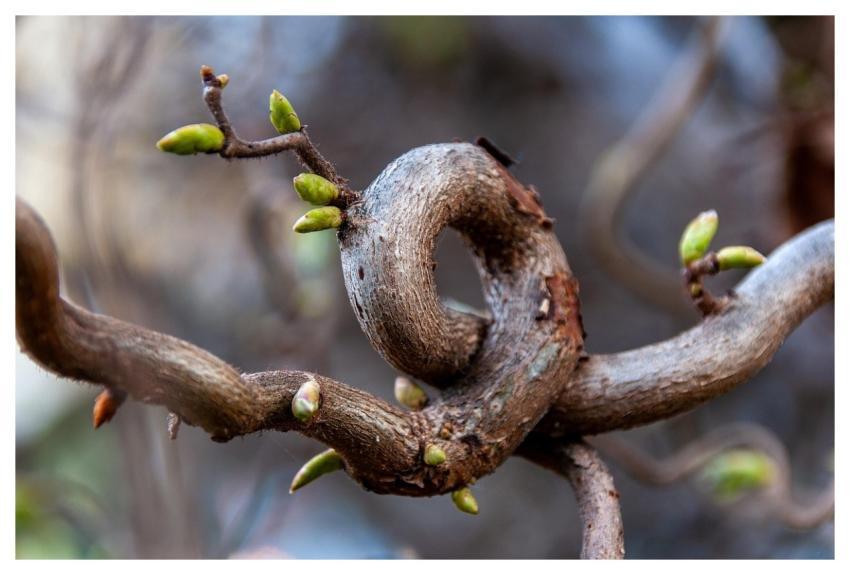 Tree Nature Branch Gnarled