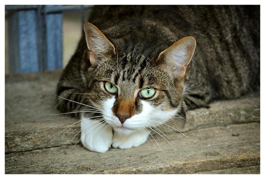 Cat's Eyes Cat Feline Animal