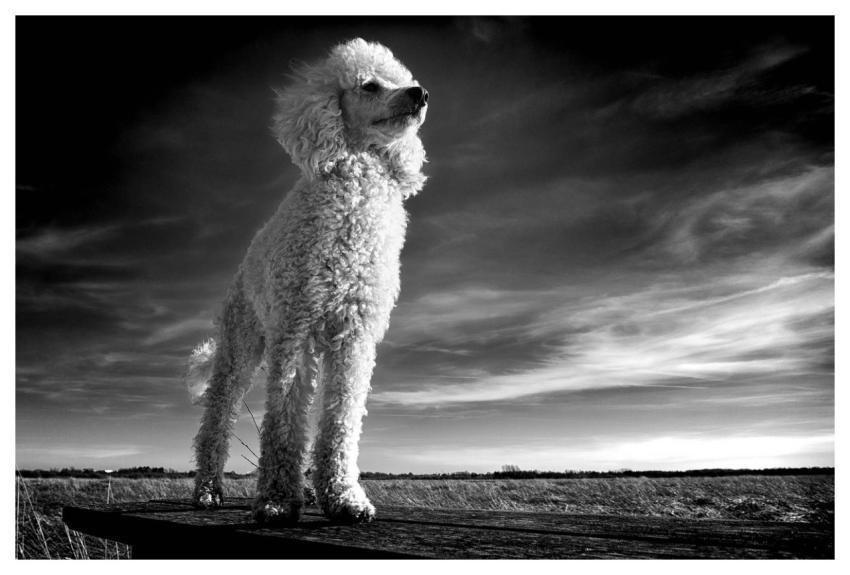 Animal Poodle Nature Mammal