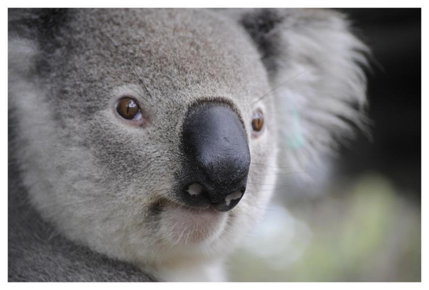 Koala Nature Animals Legs
