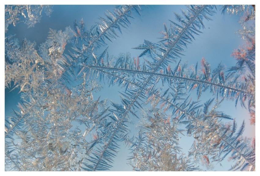 Winter Frost Nature Texture