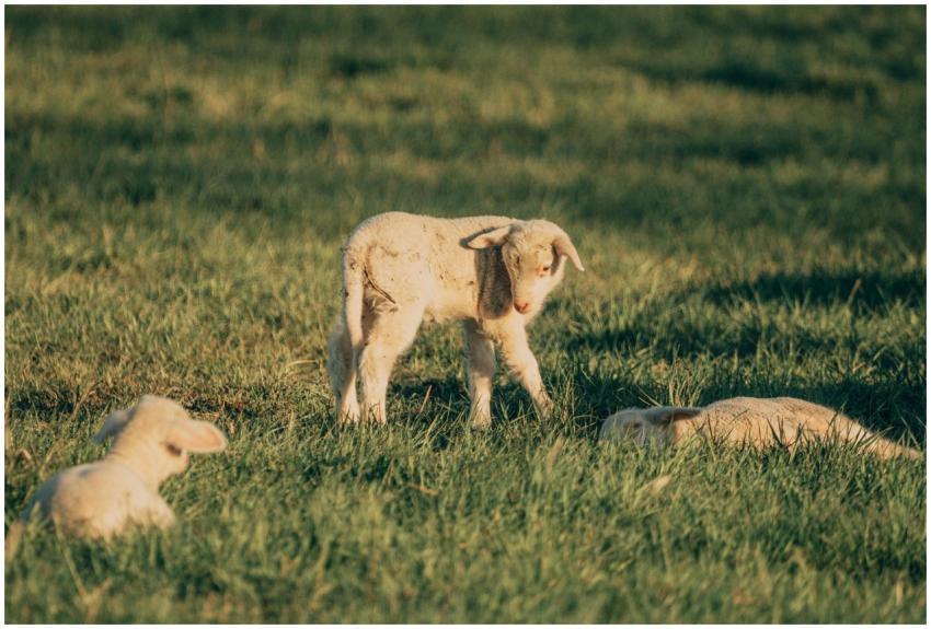 Adorable baby lambs enjoying a sunlit pasture, sym