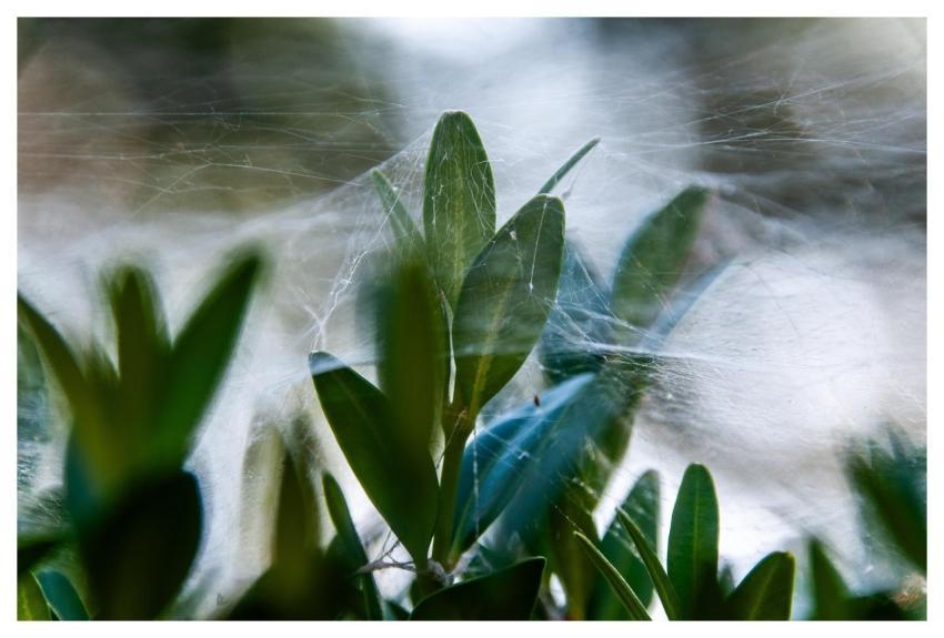 Plant Spider Web Cobweb Leaves