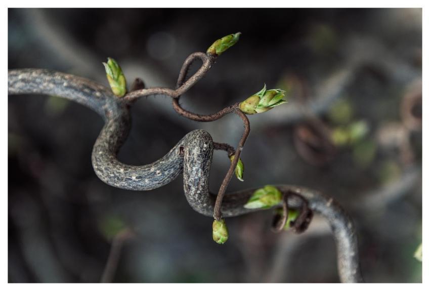 Tree Branch Nature Bud