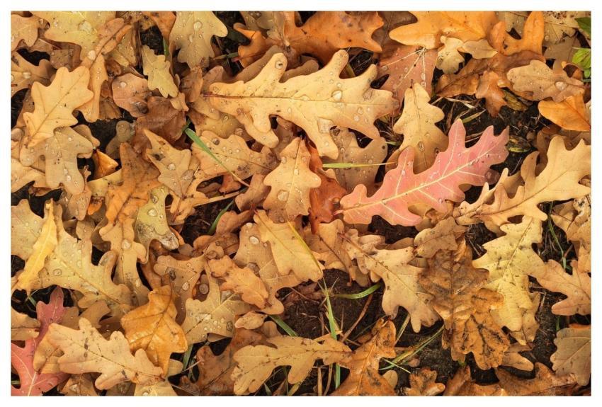 Autumn Leaves Nature Fall