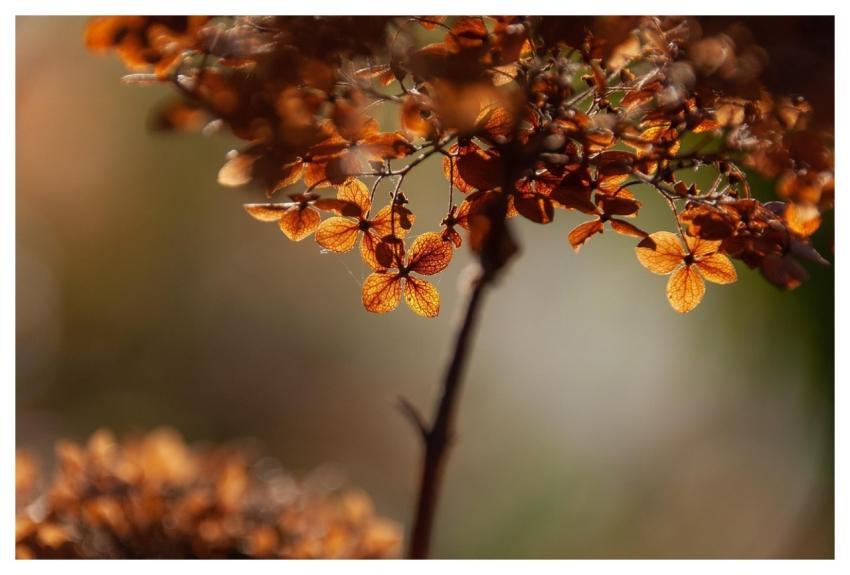 Leaves Foliage Tree Plant