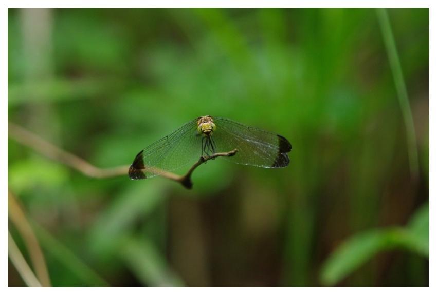 Dragonfly Insects Wing Abstract