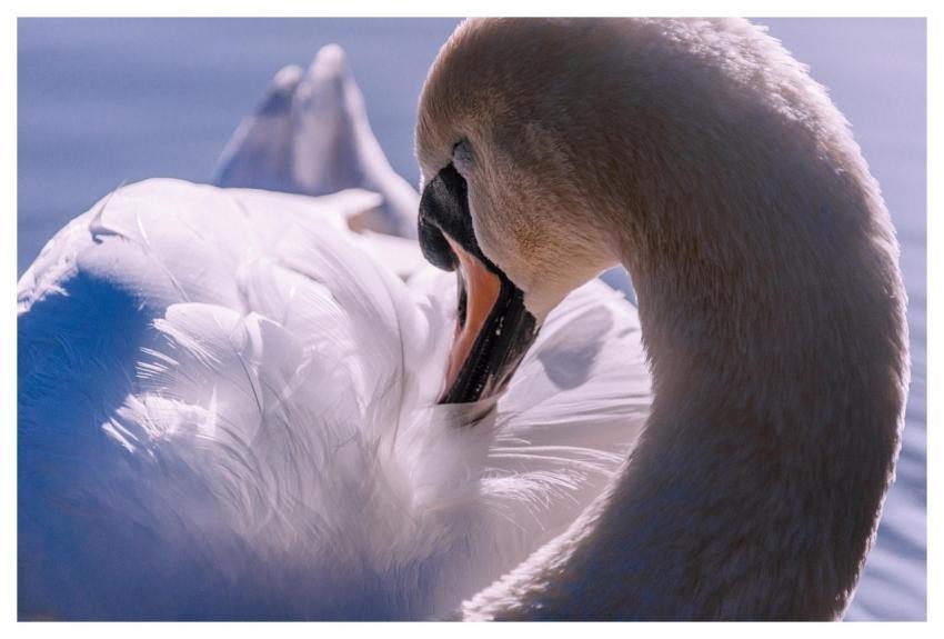 Swan Bird Animal Waterbird
