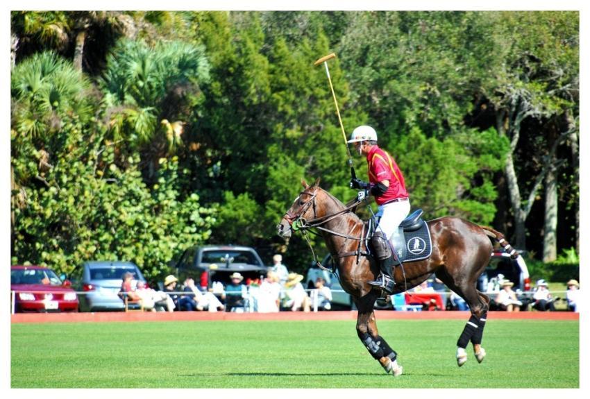 Polo Polo Horse Sport Nature