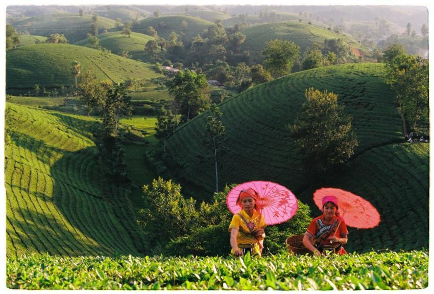 Women Harvesting Tea Lush