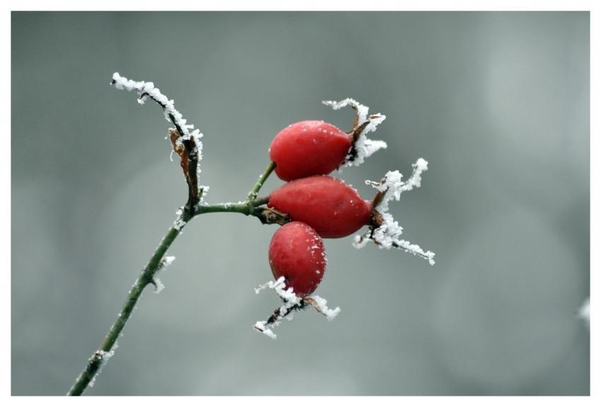 Wild Rose Forest Fruits Tea Drink
