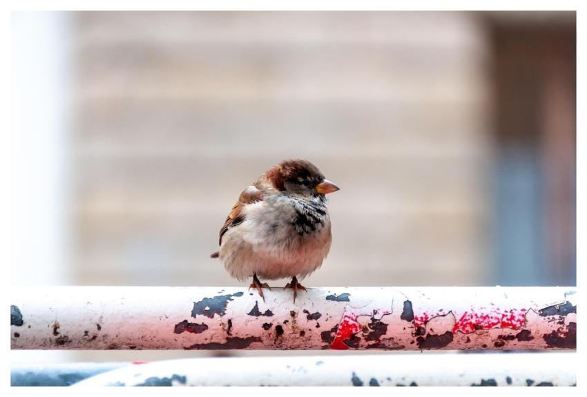 Bird Sparrow Ornithology Species