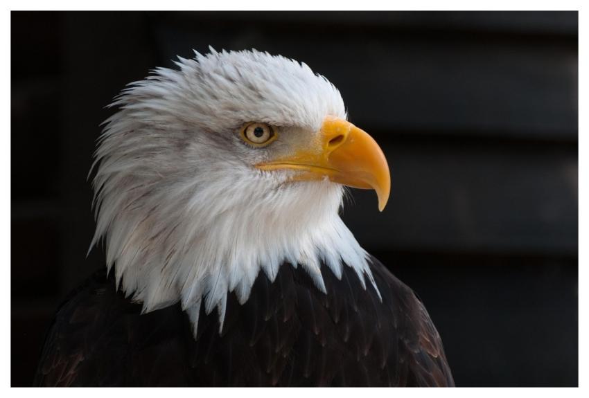 Bird Eagle Head Animal