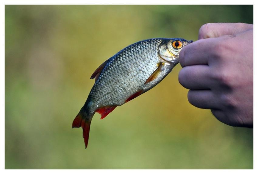 Fish Food Rudd Hand