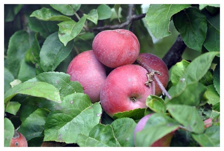 Apples Food Health Fruit