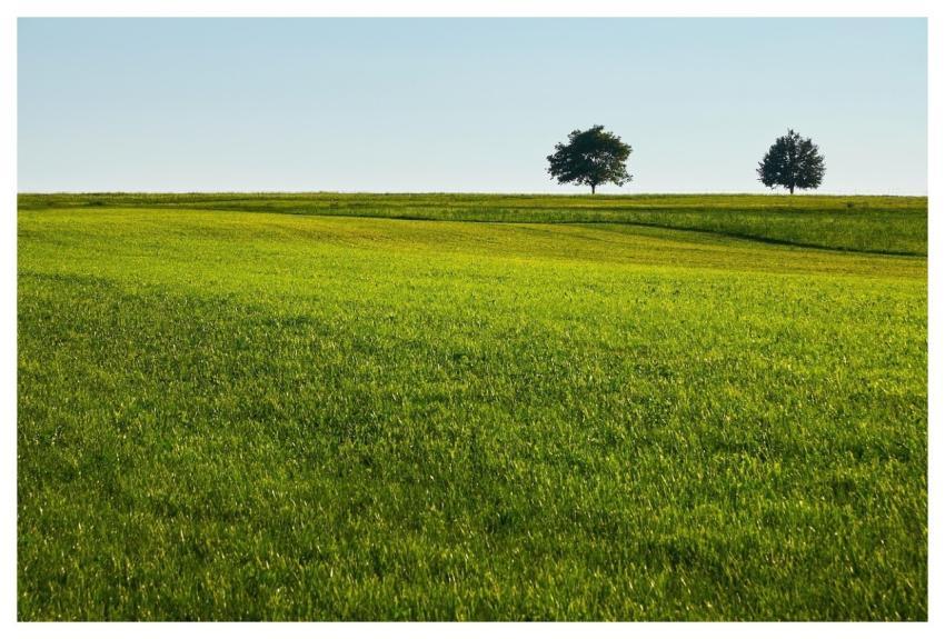 Lawn Grass Field Nature