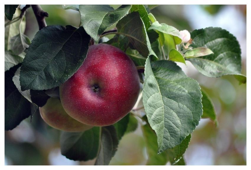 Apples Apple Tree Fruit Tree Fruit