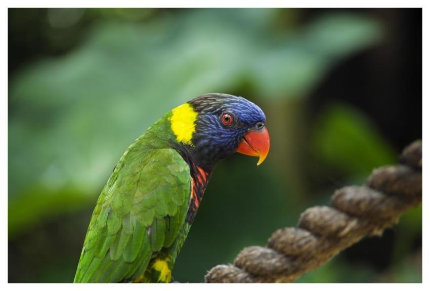 Lorikeet Bird Perched Animal