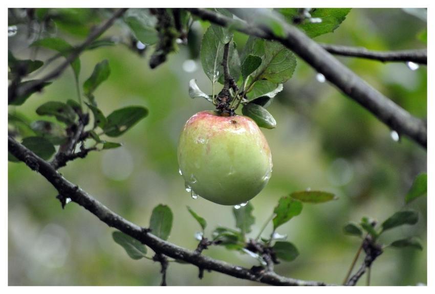 Tree Apple Green Food