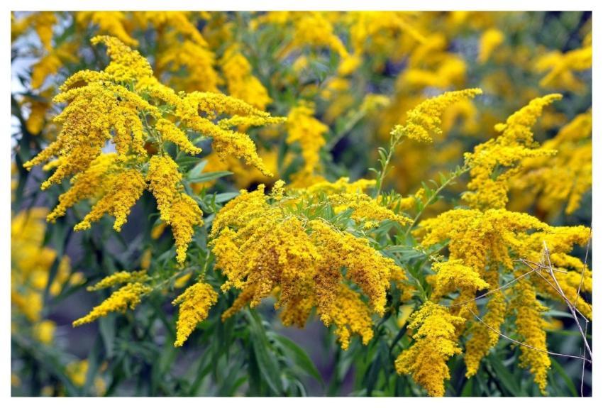 Flowers Goldenrod Beautiful Flowers Plant