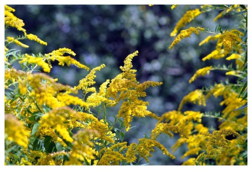 Goldenrod Flowers Plant Flower Background