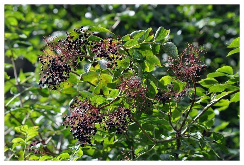 Black Lilac Fruit Herbalism Plant