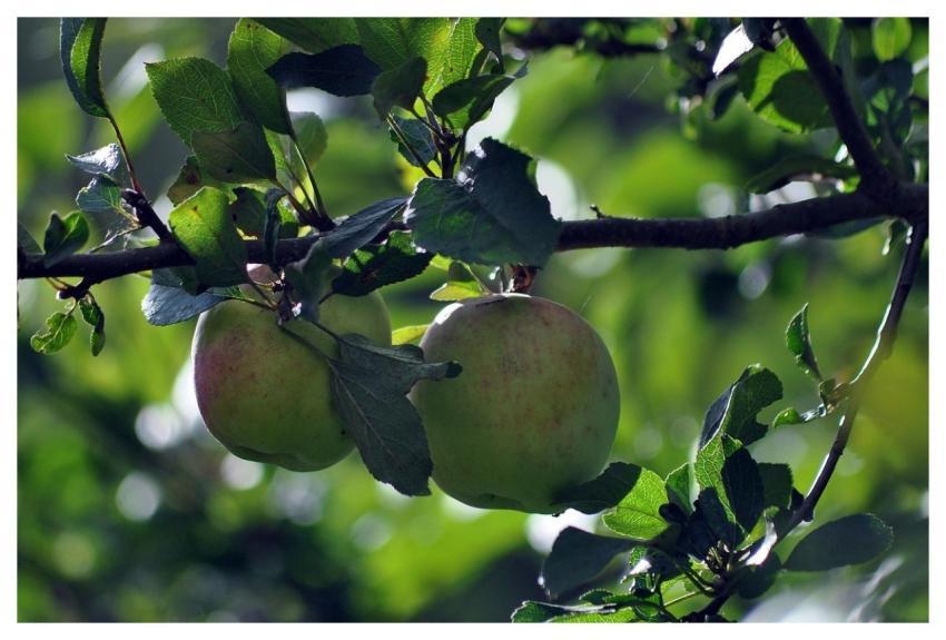 Apples Tree Fruit Green