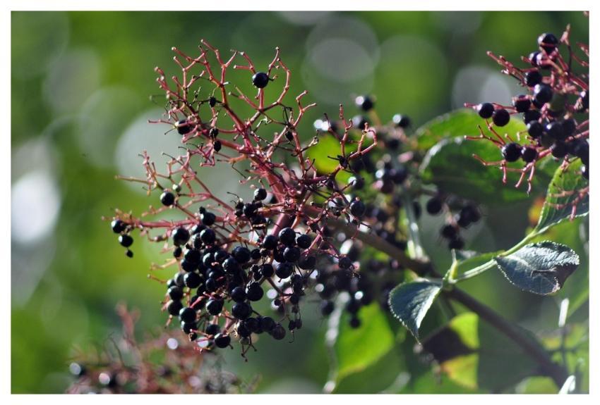 Black Lilac Fruit Wild Fruit Black