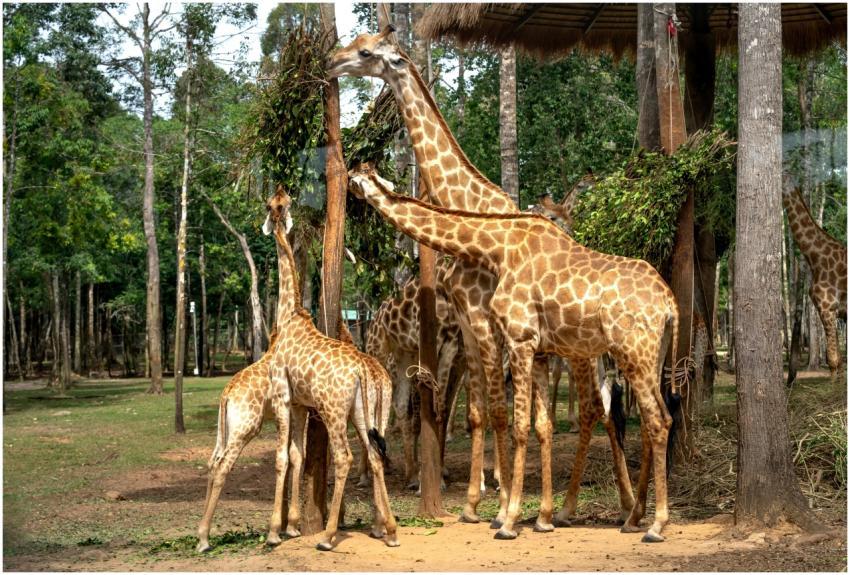 A group of giraffes feeding on leaves in a lush, f