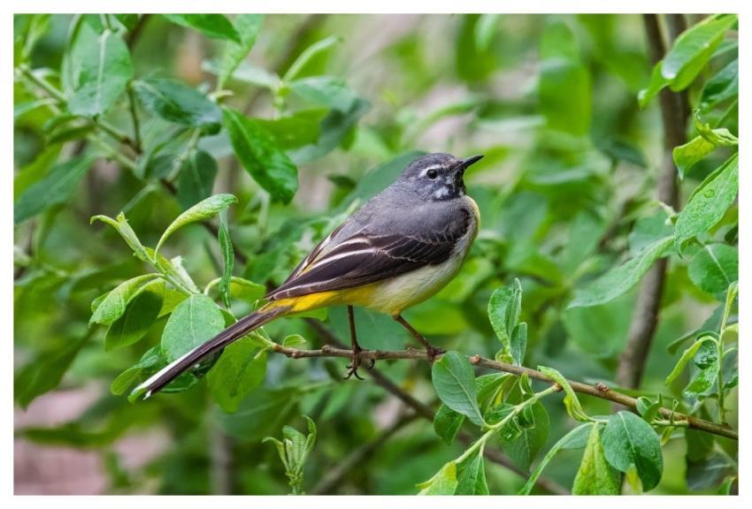 Gray Wagtail Bird Wildlife Ornithology