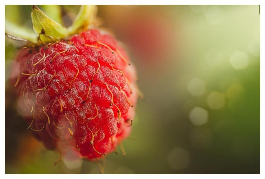 Raspberry Berry Fruit Food