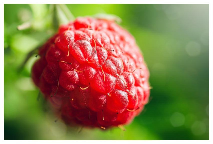 Raspberry Berry Fruit Food
